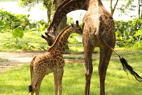 TALLEST SG50 BABY SPOTTED IN SINGAPORE ZOO