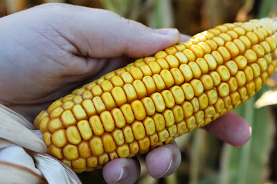 Corn - August 2012