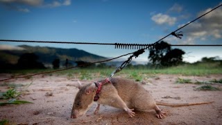 Giant Pouched rats trained to detect land mines