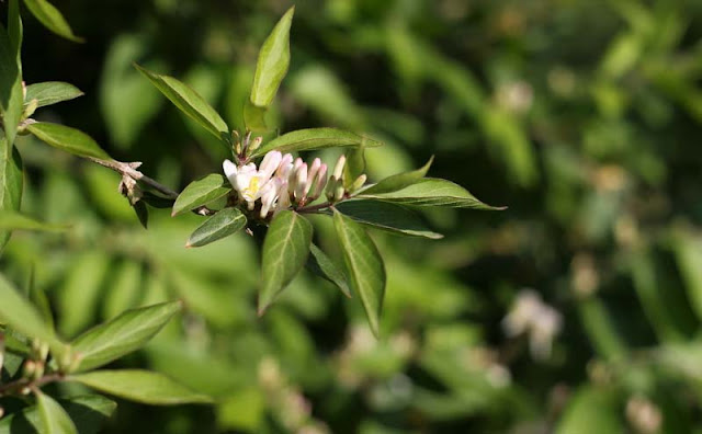 Amur Honeysuckle Flowers Pictures