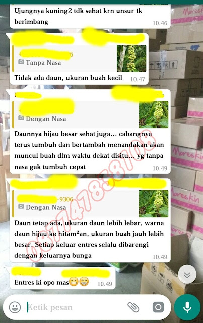 Kesaksian Budidaya Tanaman Kopi Nasa Lampung