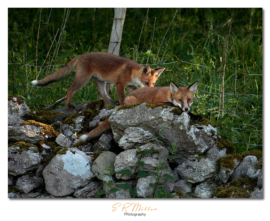 Fox Cubs