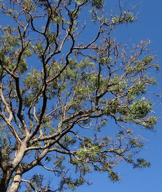 A Neem tree against a blue sky, devoid of leaves.