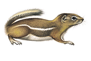 ardilla de Nelson Ammospermophilus nelsonii