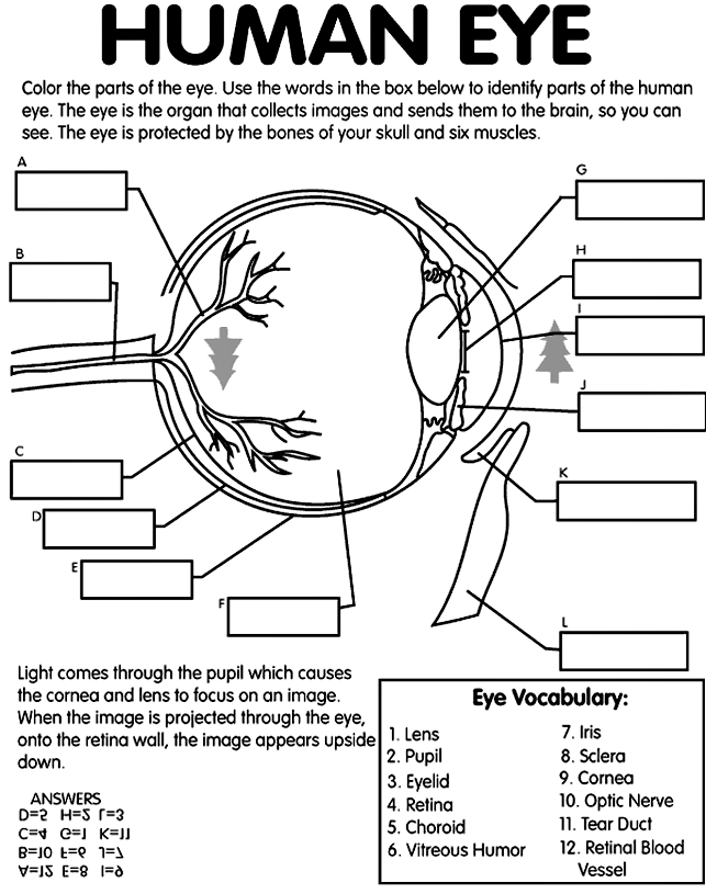 Download Drawing the Human Body Coloring ~ Child Coloring