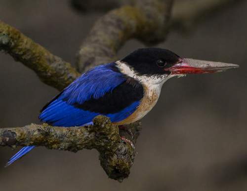 Black-capped kingfisher (Halcyon pileata)