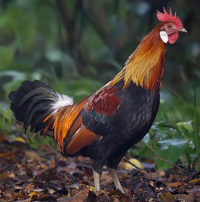  Ayam  Ngampus Ciri Ayam  Hutan Merah Dan Ayam  Burgo