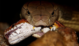 10 Largest Giant Snake