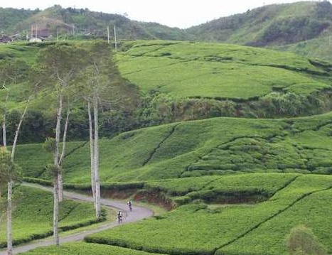 Perkebunan Teh Rancabali