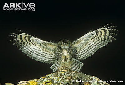 Spotted eagle Owl