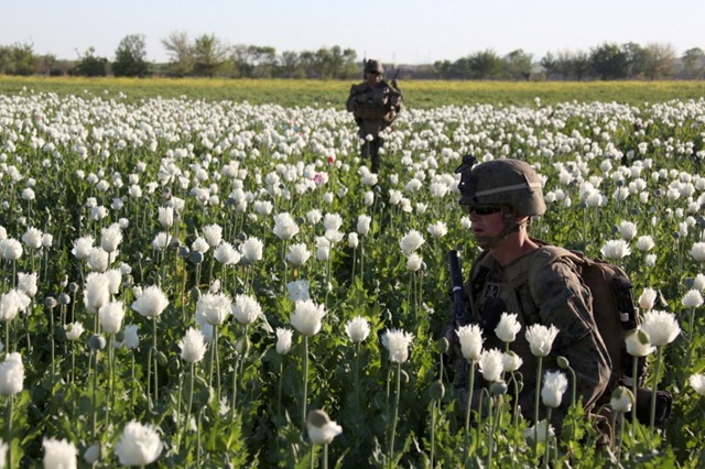 43USNATO-poppies10-1024x682