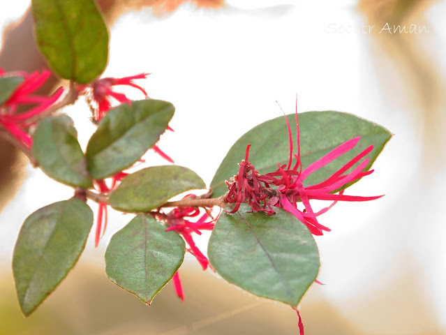 Loropetalum chinense