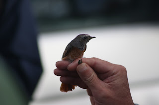 Male Redstart