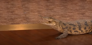 Crocodile with her jaw open