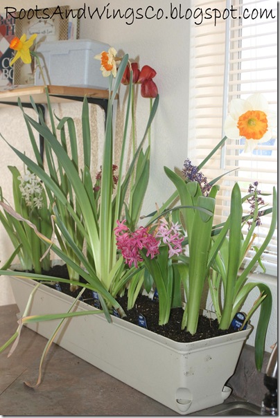 my garden a