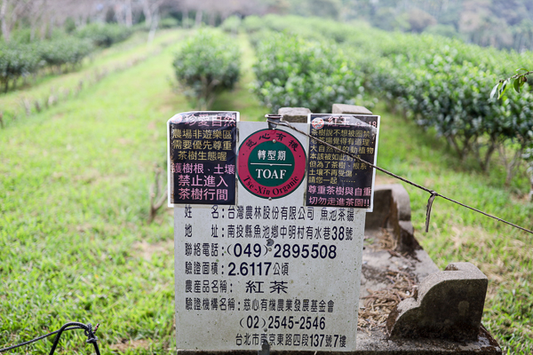 日月老茶廠|台灣農林魚池日月潭紅茶觀光工廠|免費參觀|近日月潭