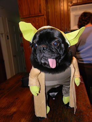 Smokey the Pug as Yoda with, er, "Force" between legs exposed