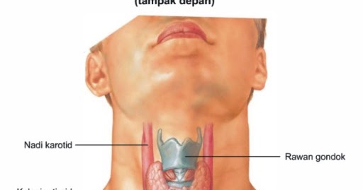 Cara Menyembuhkan Benjolan Kelenjar Tiroid  di Leher Toko 