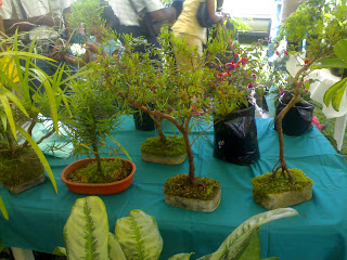 some cool bonsai plants