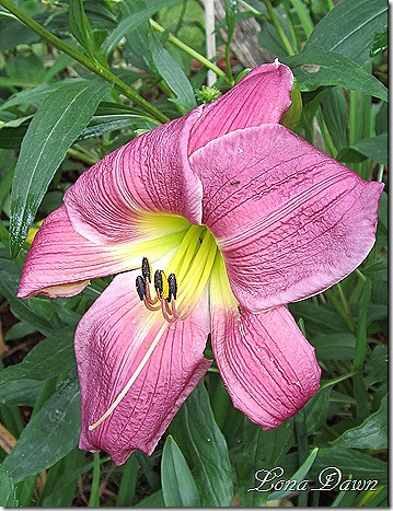 Lily_Windsor_Castle