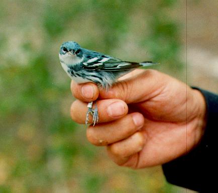 Songbirds Of North America