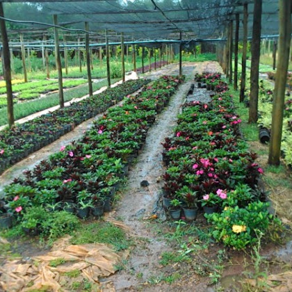 Estado de São Paulo é o maior produtor de flores do país