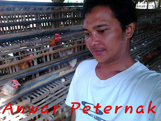 Cara Membuat Kandang Ayam Petelur, Kandang Ayam Petelur, kandang besi, kandang batre, kandang kawat, kandang batere, kandang battery