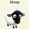 sheep