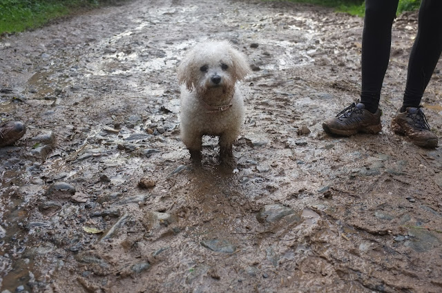 muddy dog