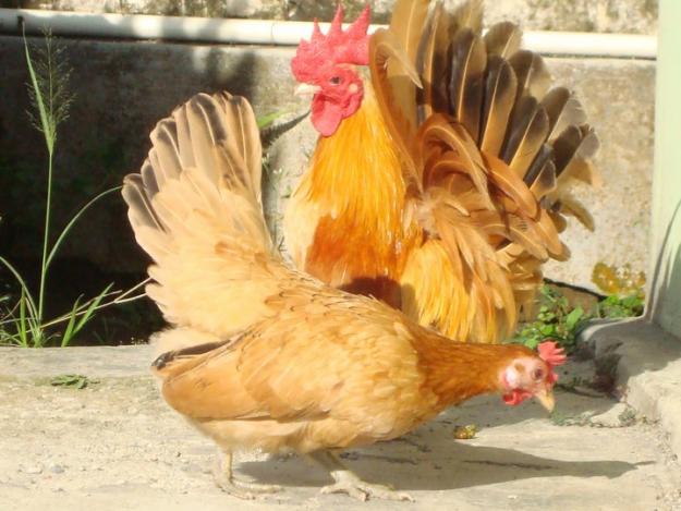 Ayam Kate Hewan Peliharaan