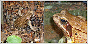 Common Frog in garden