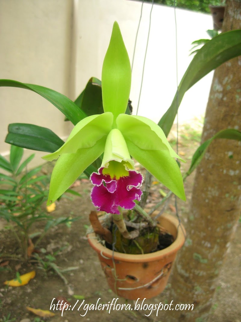 Konsep Penting Koleksi Orkid Cattleya, Pot Anggrek