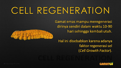 Regenerasi Sel