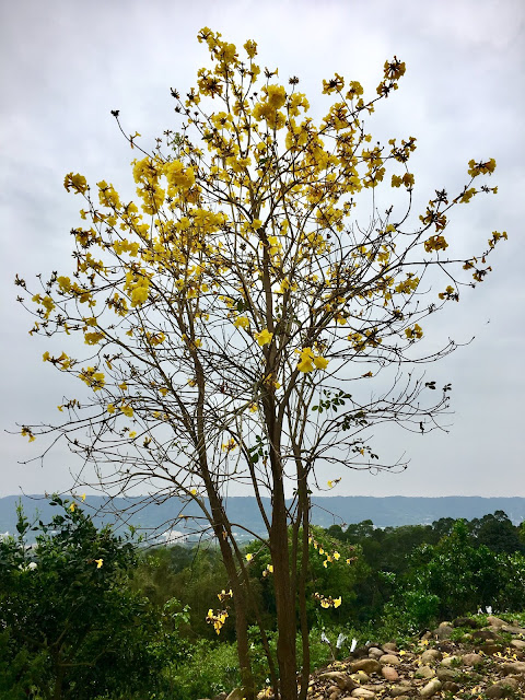 yellow trumpet tree, hsinchu, taiwan