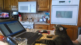 Funny cats - part 99 (40 pics + 10 gifs), cat pictures, cat in front of laptop