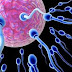 sperma