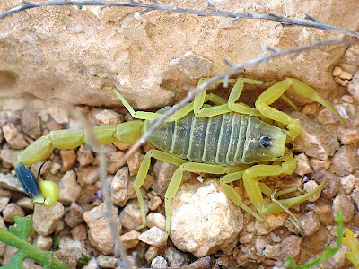 Foto kalajengking Deathstalker (Deathstalker Scorpion)