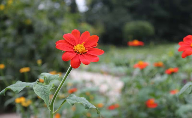 Mexican Sunflower Pictures