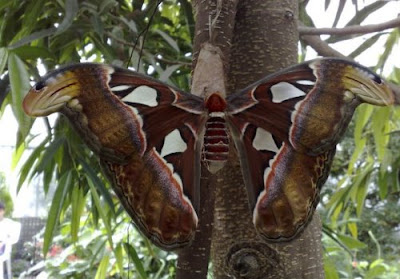 Beautiful Giant Butterfly  Seen On www.coolpicturegallery.us
