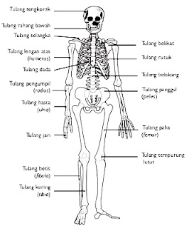 Fungsi-Sistem-Alat-Organ-Rangka-Tubuh-Tulang-Manusia 