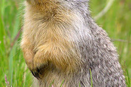 Richardsons Ground Squirrel by JvBeeck on DeviantArt