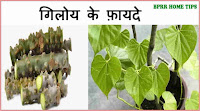 गिलोय के फायदे-Health Benefits of (Giloy)Tinospora Cordifolia in Hindi