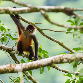 Spider Monkey Facts Review with Pictures