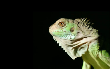 #6 Iguana Wallpaper