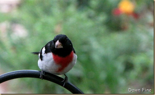 Birds and flowers_042