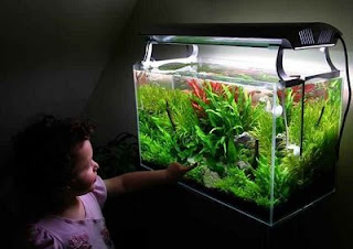 CO2 Injection System in Planted Aquariums