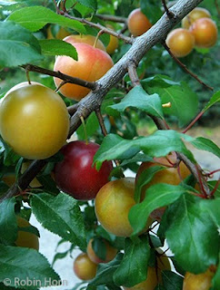 Branches Loaded with Multicolor Plums