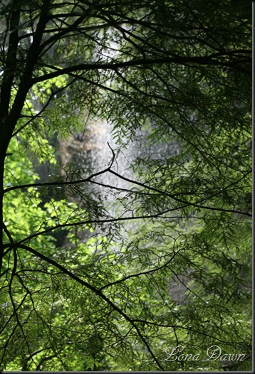 CF_FallsThruTrees_May14
