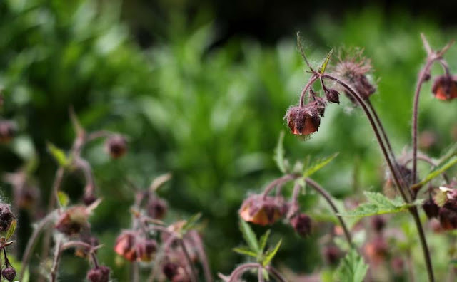 Geum Rivale Flowers Pictures