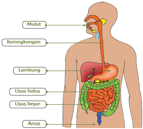 Tema 3 Subtema 1 Pertemuan 2 Kelas 5 SD Kota Tegal